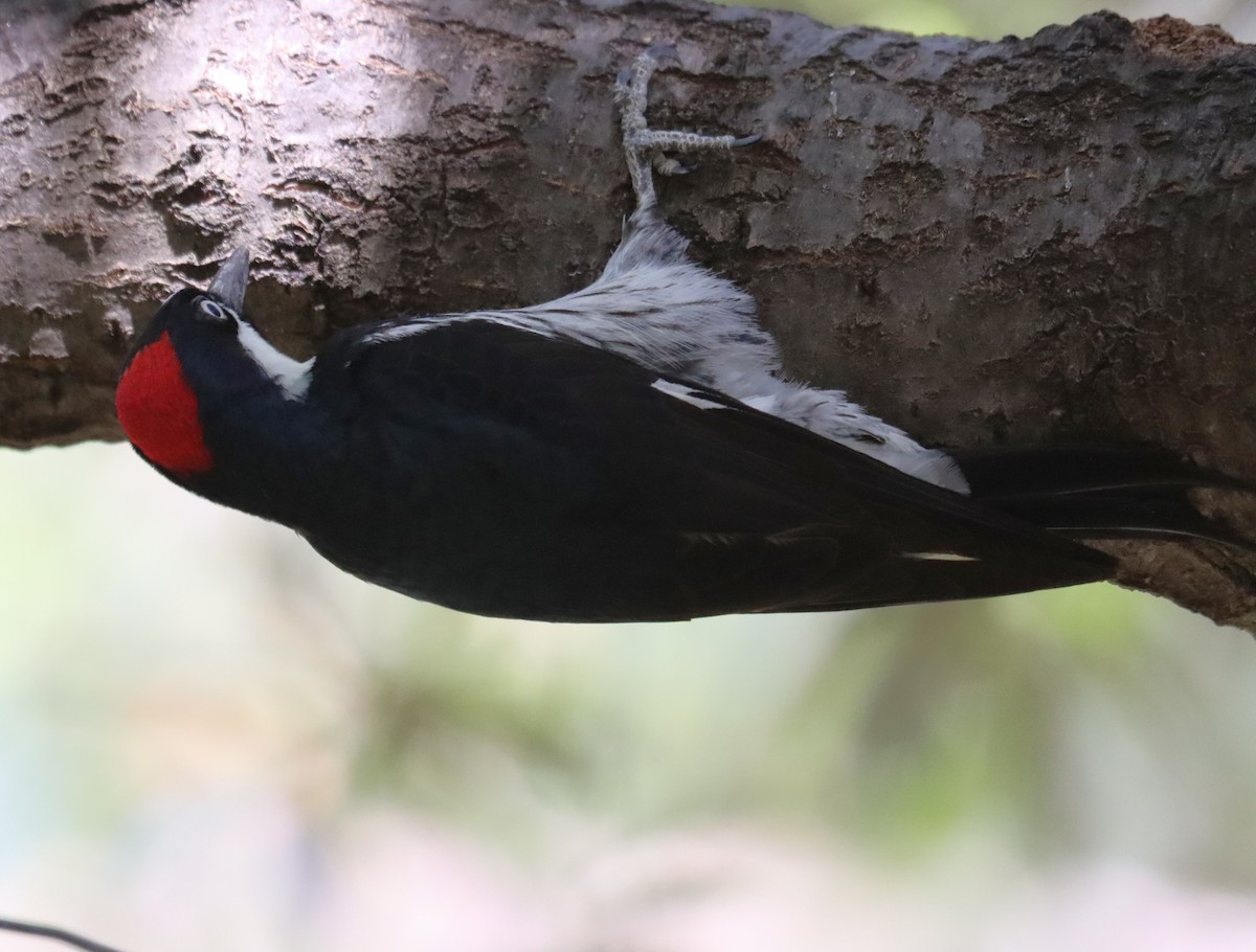 Acorn Woodpecker - ML621151550