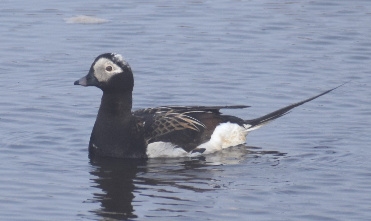 Long-tailed Duck - ML621151552