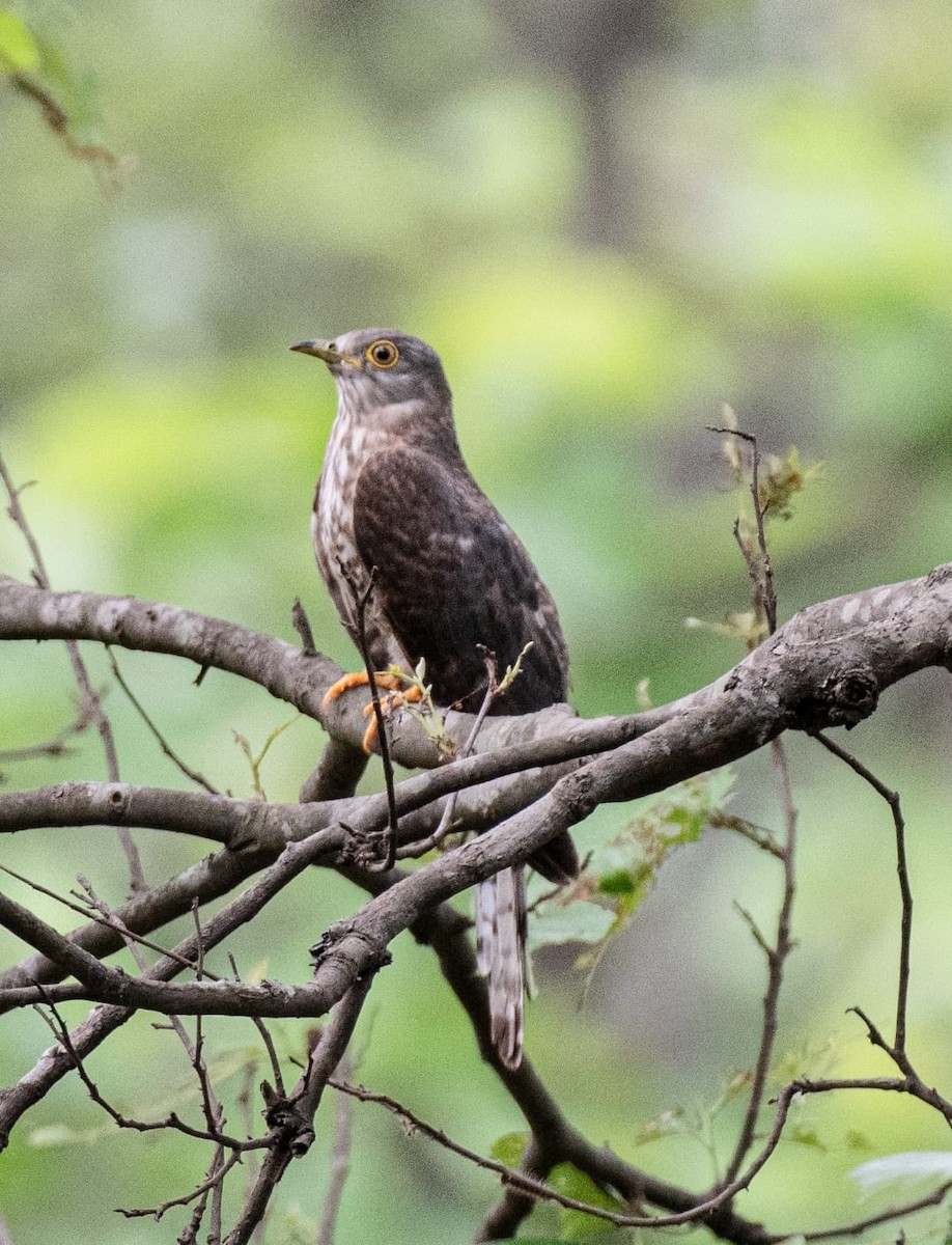 Common Hawk-Cuckoo - ML621151557
