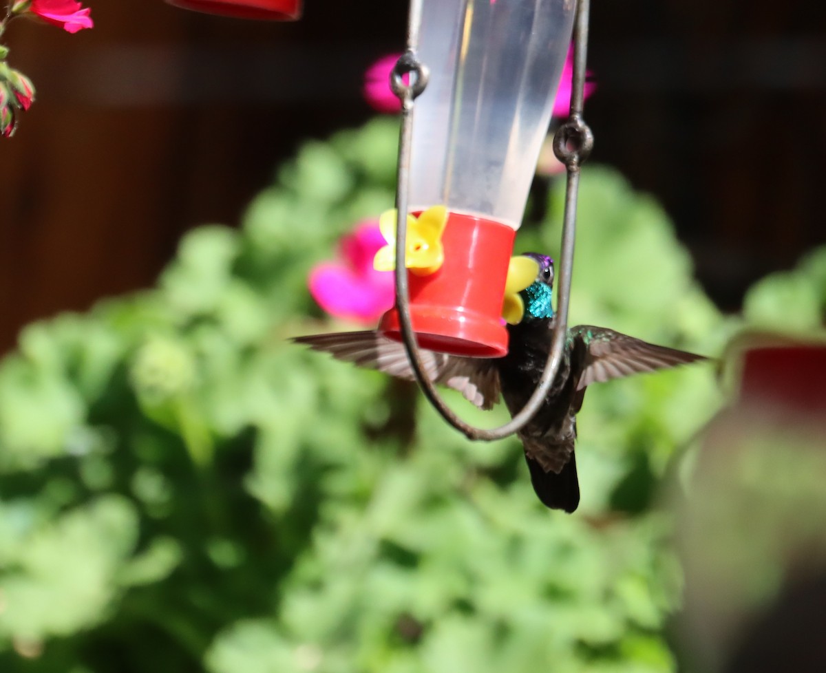 Rivoli's Hummingbird - ML621151561