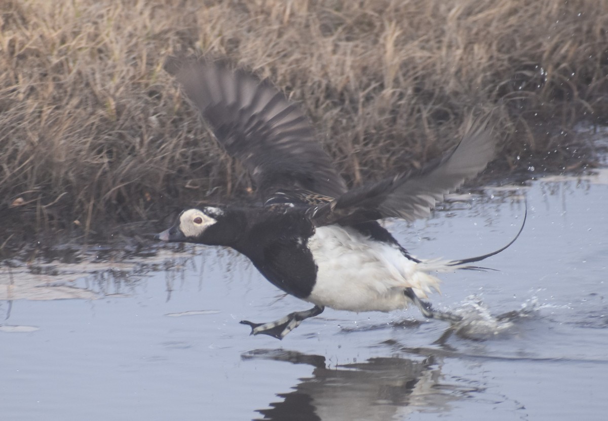 Long-tailed Duck - ML621151563