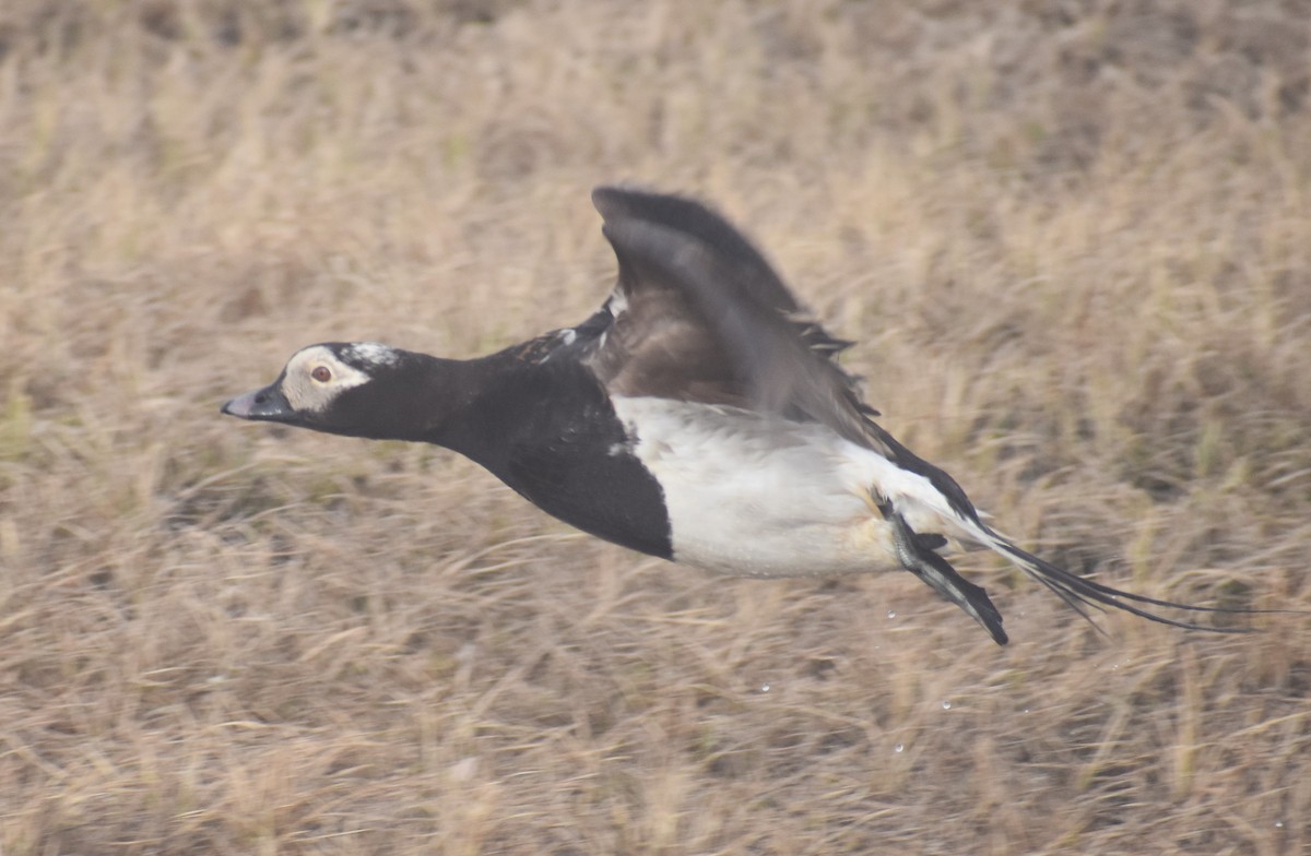 Long-tailed Duck - ML621151576