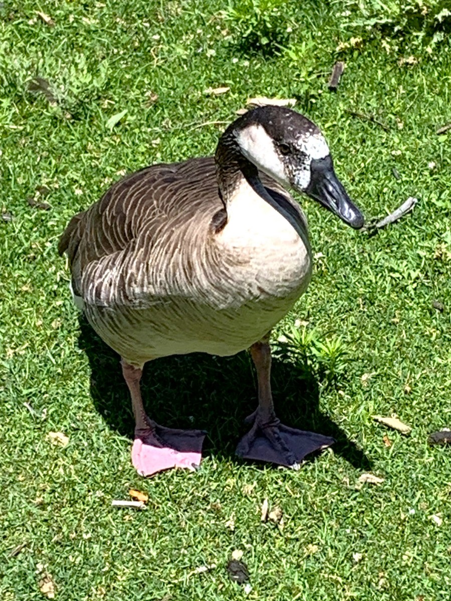 Greater White-fronted x Canada Goose (hybrid) - ML621151578