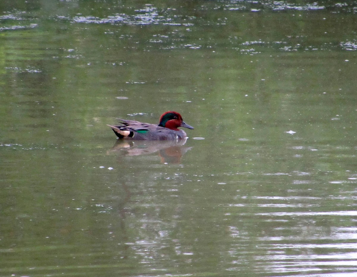 Green-winged Teal - ML621151582