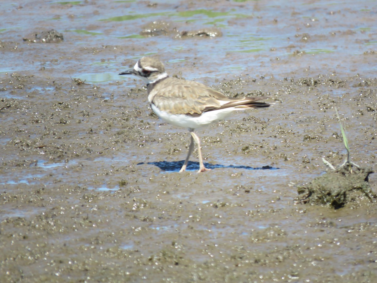 New York Breeding Bird Atlas Checklist 2 Jul 2024 Timber Point Golf