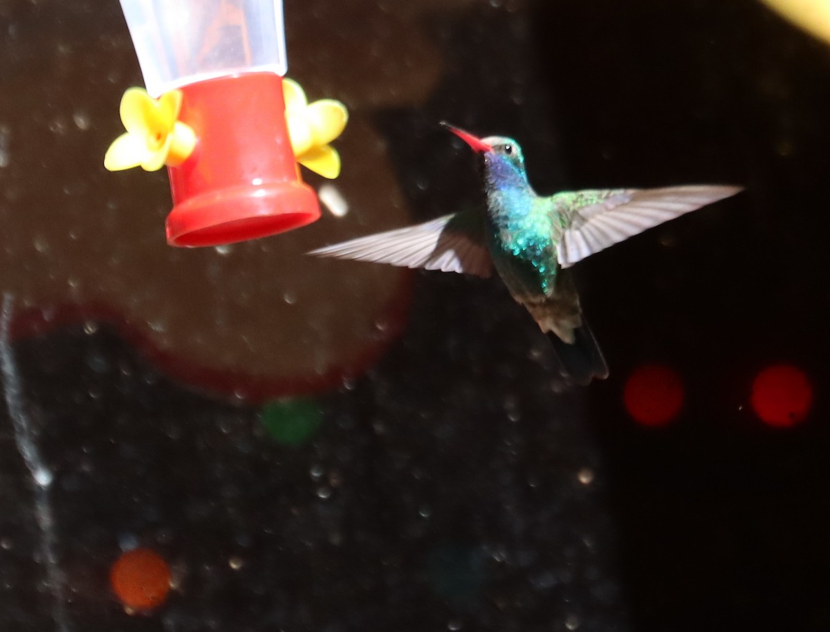 Broad-billed Hummingbird - ML621151637