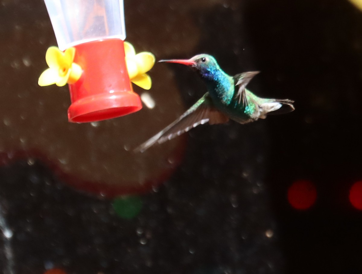 Broad-billed Hummingbird - ML621151638