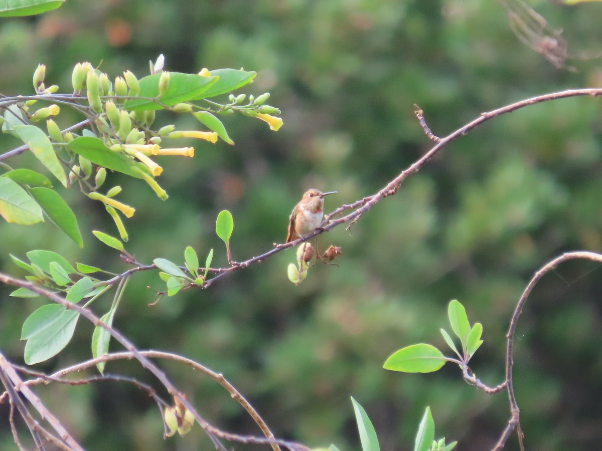 Allen's Hummingbird - ML621151644