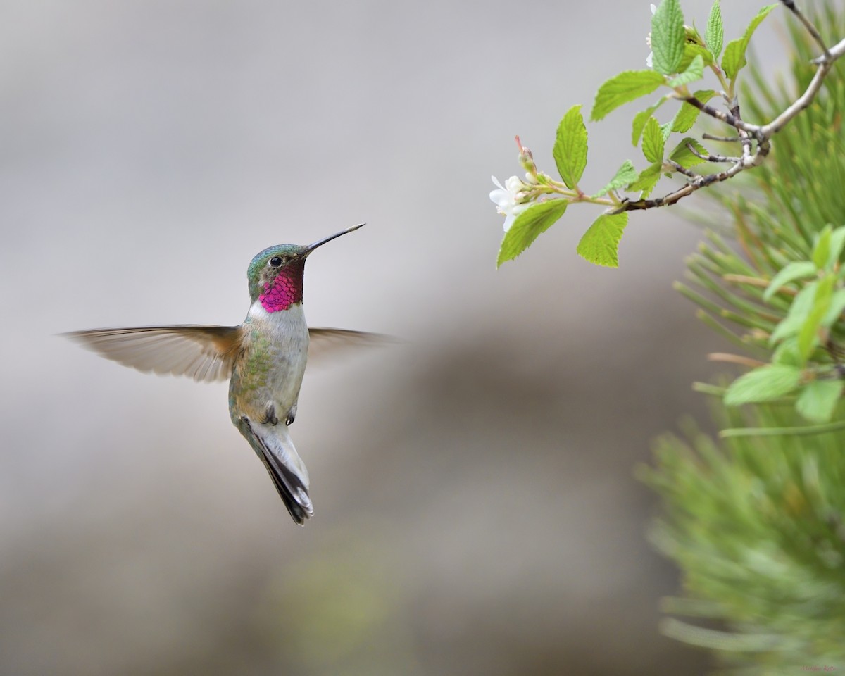 Broad-tailed Hummingbird - ML621151691