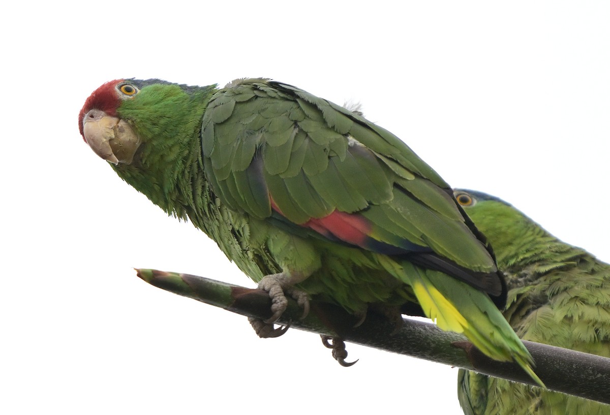 Red-crowned Parrot - ML621151711