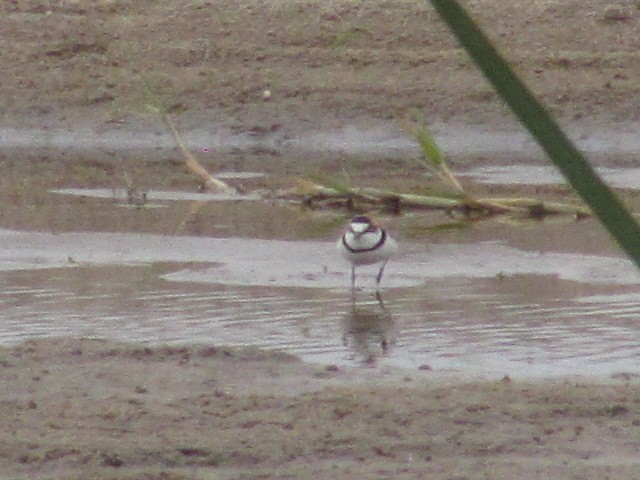 Collared Plover - ML621151734