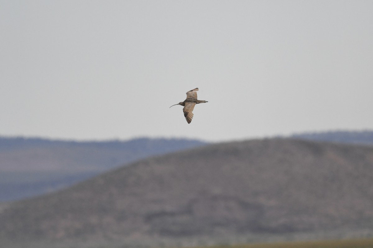 Long-billed Curlew - ML621151754