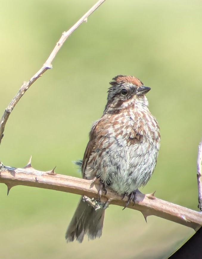 Song Sparrow (rufina Group) - ML621151760