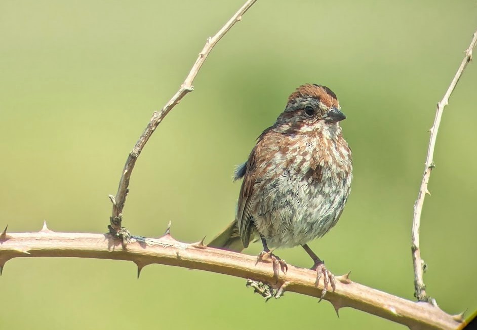Song Sparrow (rufina Group) - ML621151761