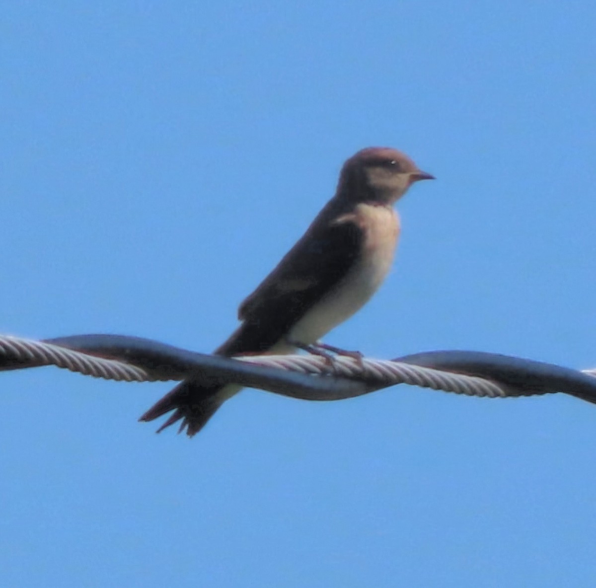 Northern Rough-winged Swallow - ML621151779