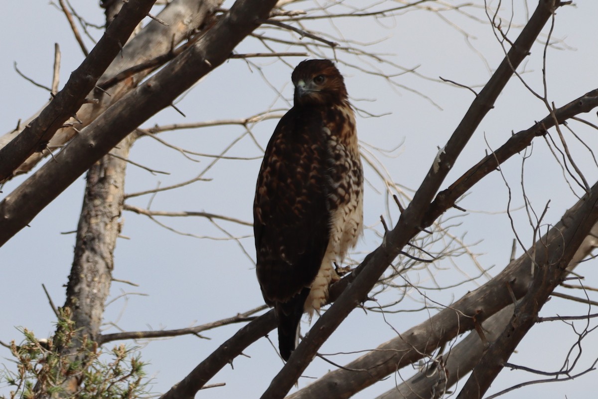 Red-tailed Hawk - ML621151806
