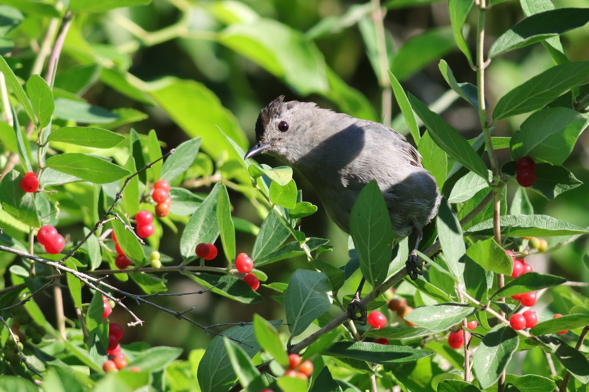 Gray Catbird - ML621151809