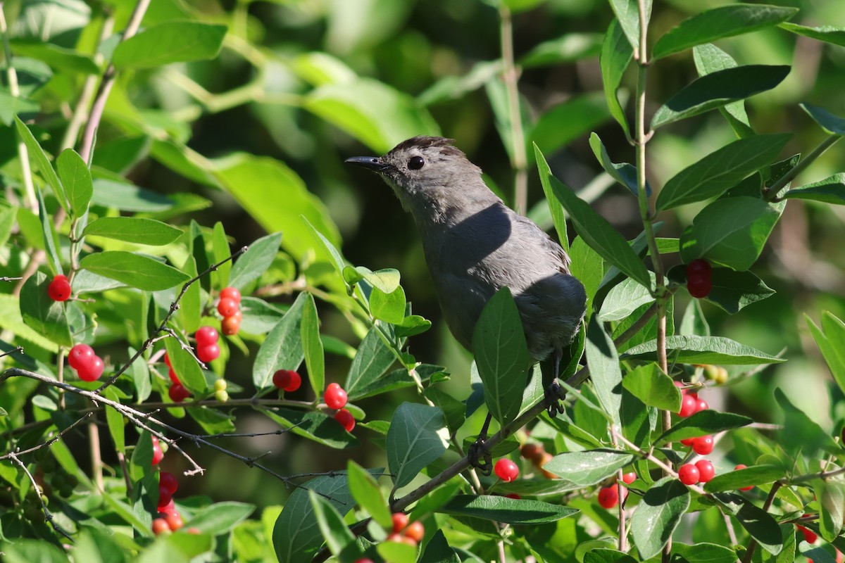 Pájaro Gato Gris - ML621151810