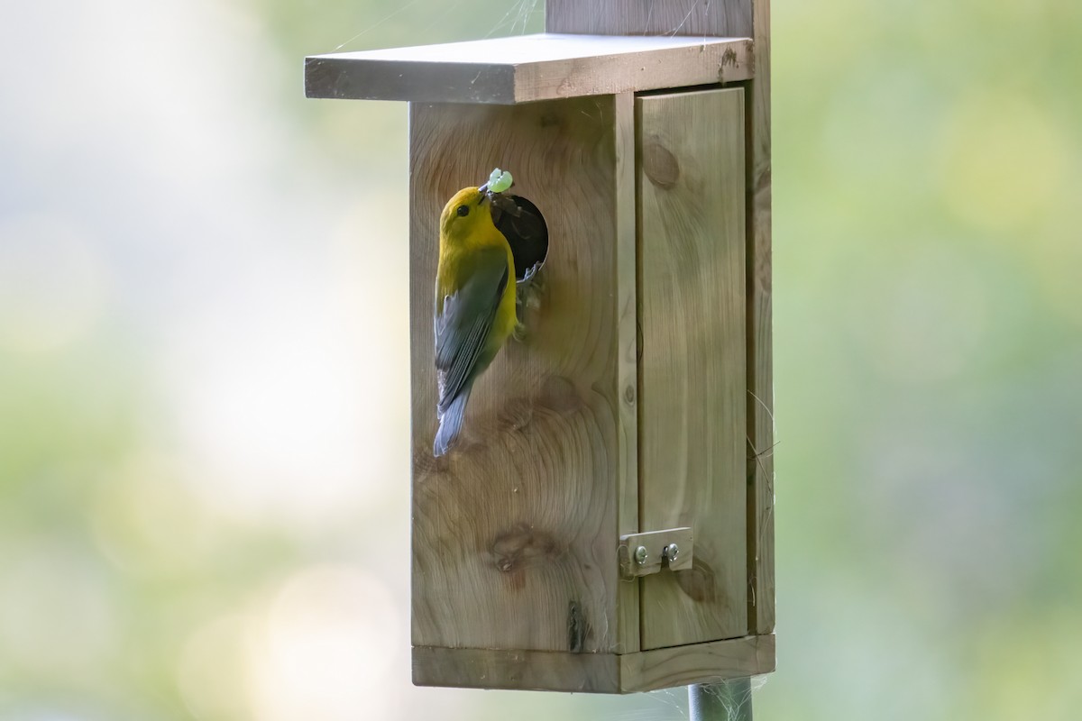 Prothonotary Warbler - ML621151816