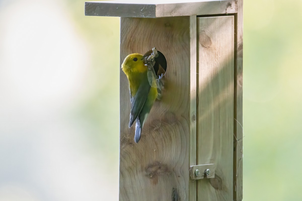 Prothonotary Warbler - ML621151822