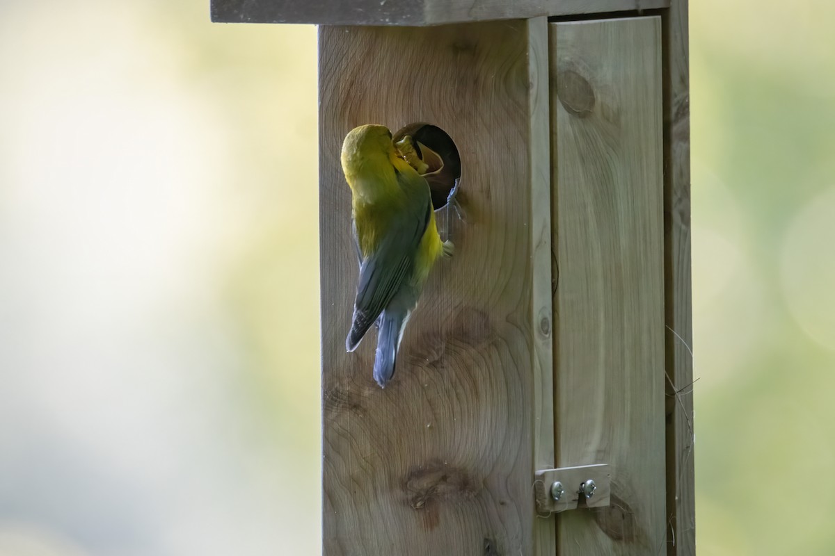 Prothonotary Warbler - ML621151824