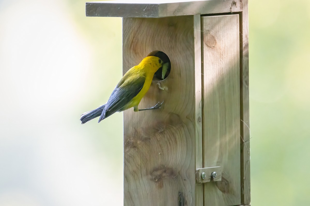 Prothonotary Warbler - ML621151826