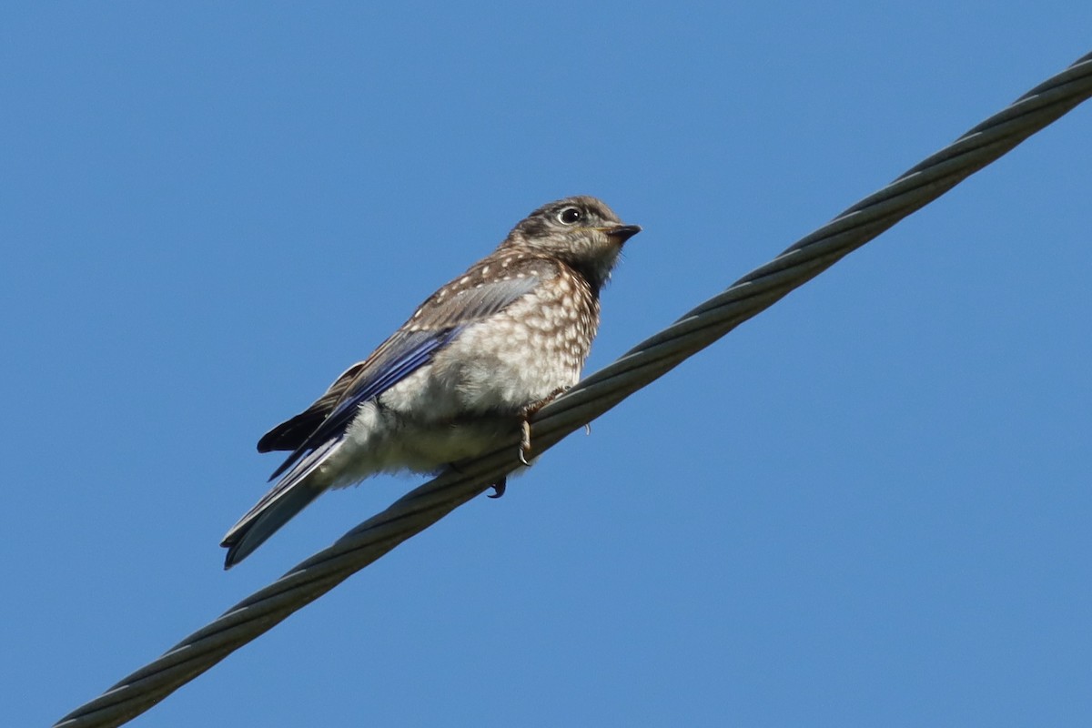 Eastern Bluebird - ML621151835