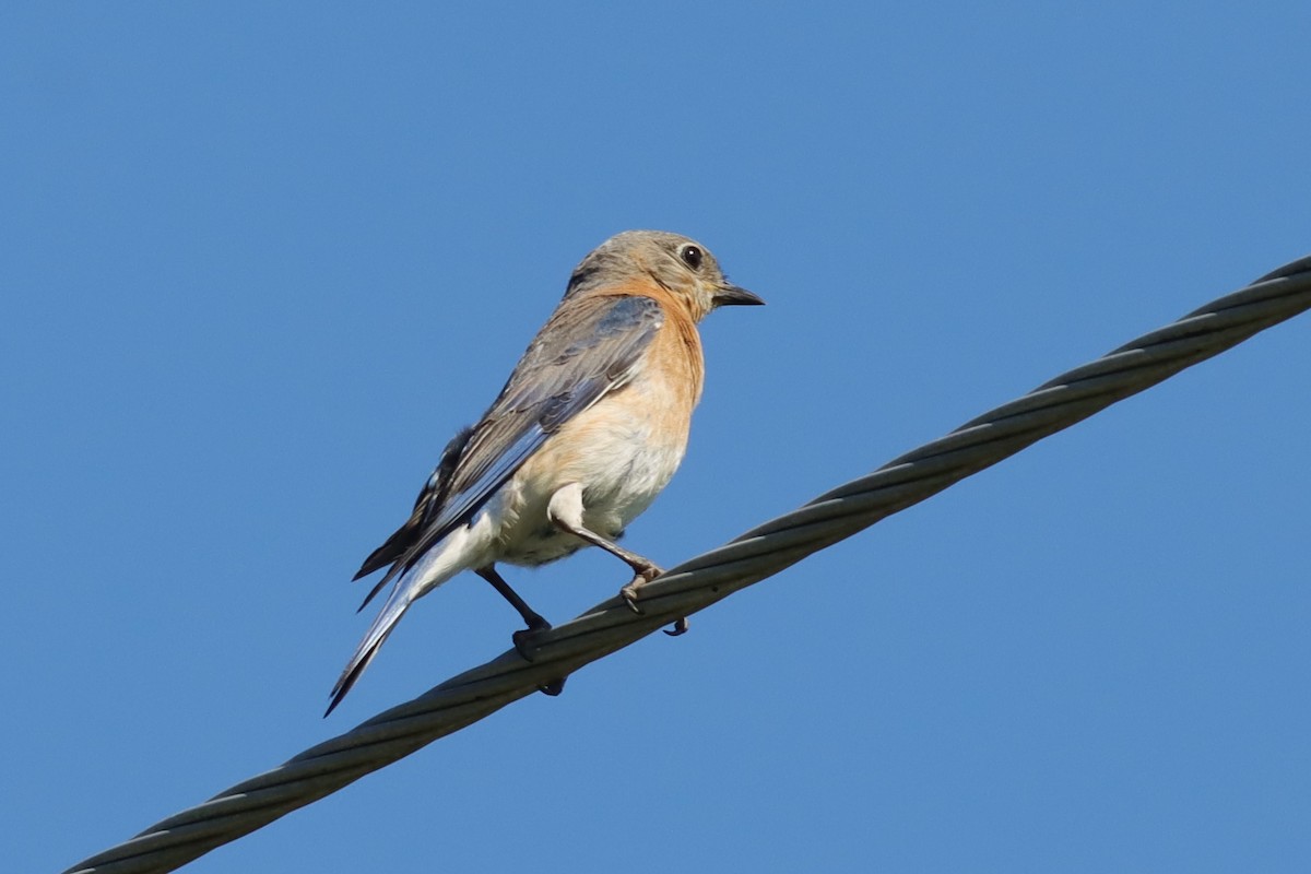 Eastern Bluebird - ML621151836