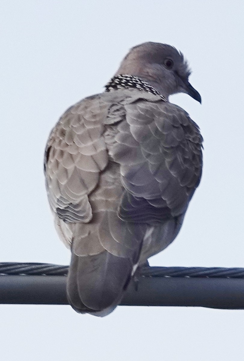 Spotted Dove - ML621151867