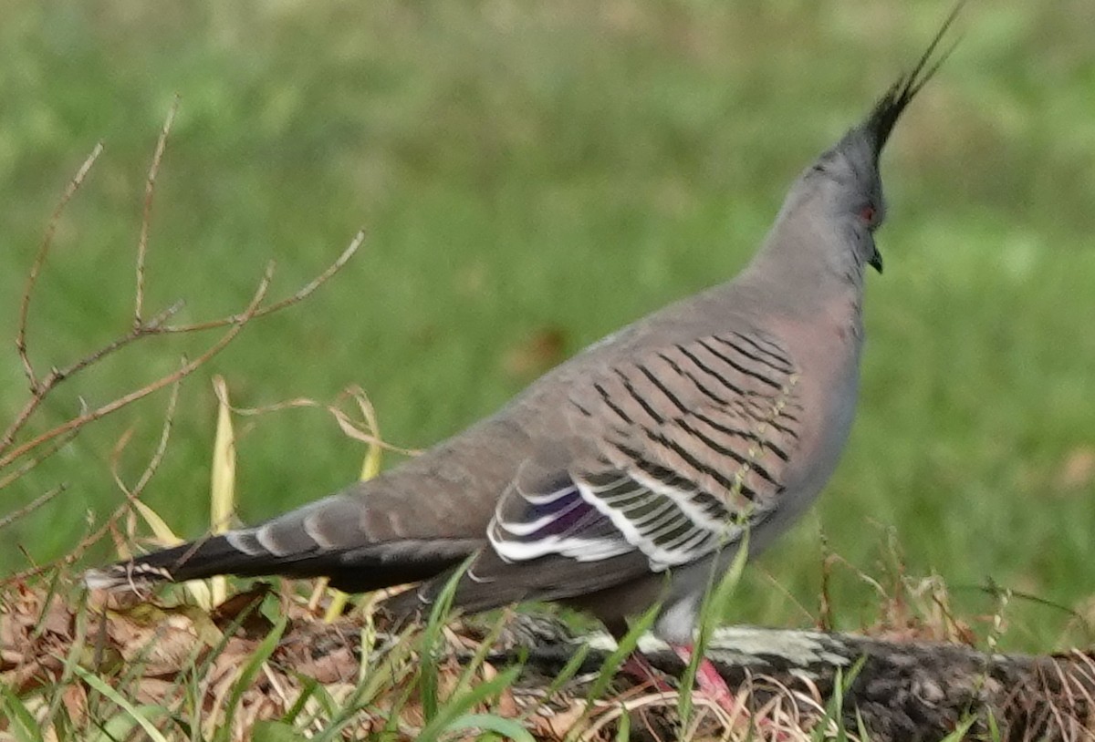 Crested Pigeon - ML621151874