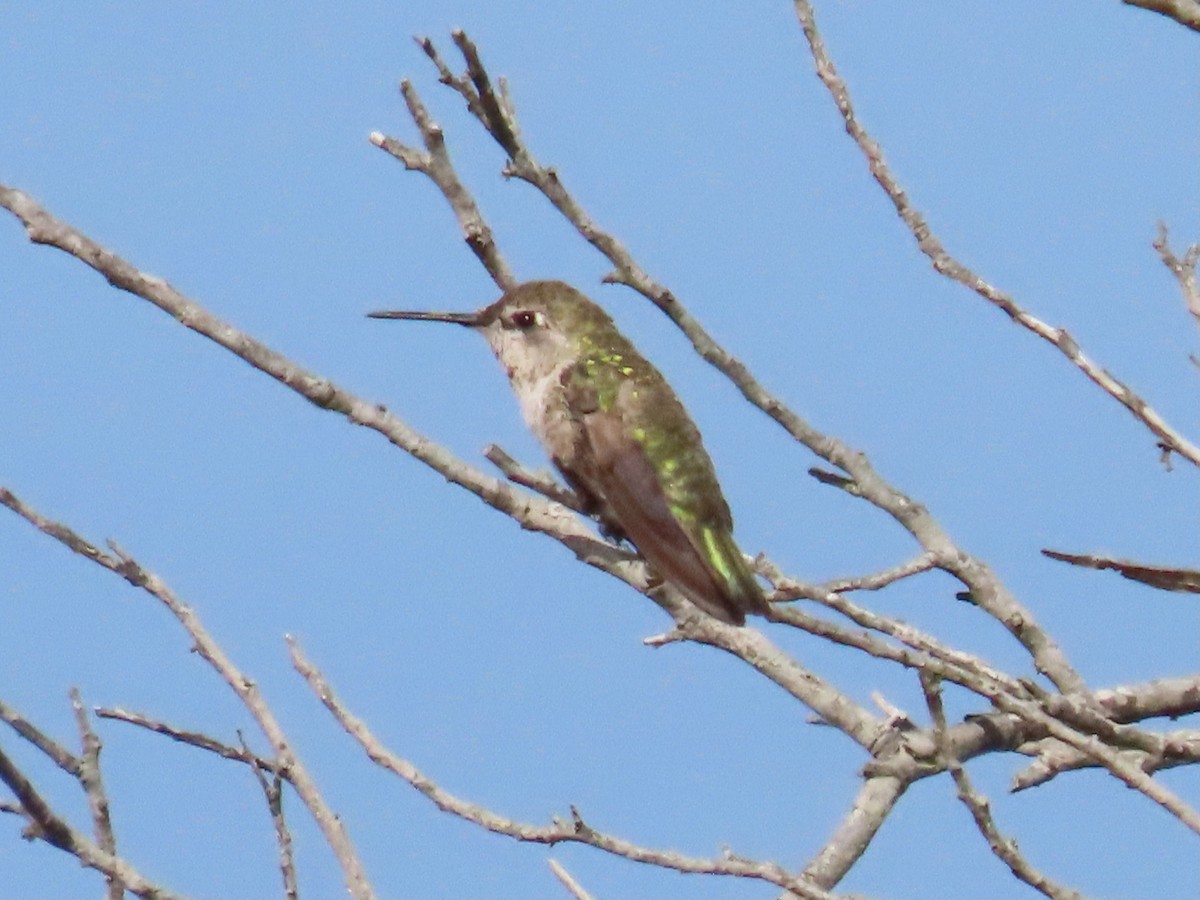 Costa's Hummingbird - ML621151880