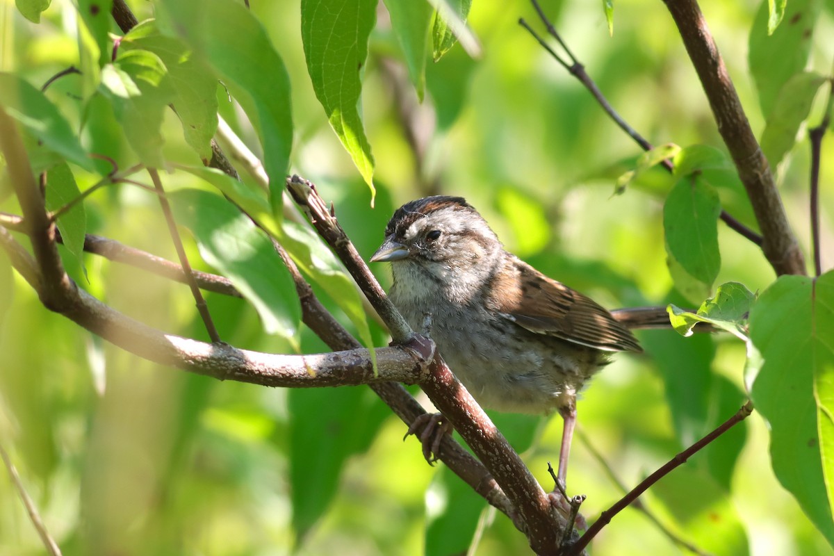 Swamp Sparrow - ML621151900