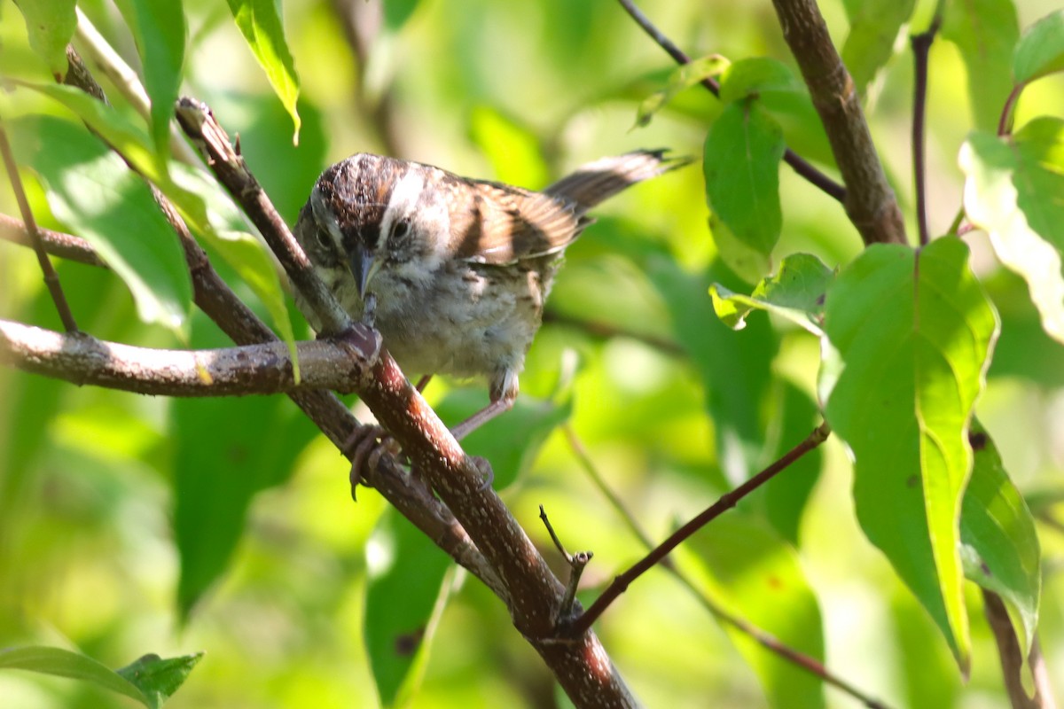 Swamp Sparrow - ML621151901
