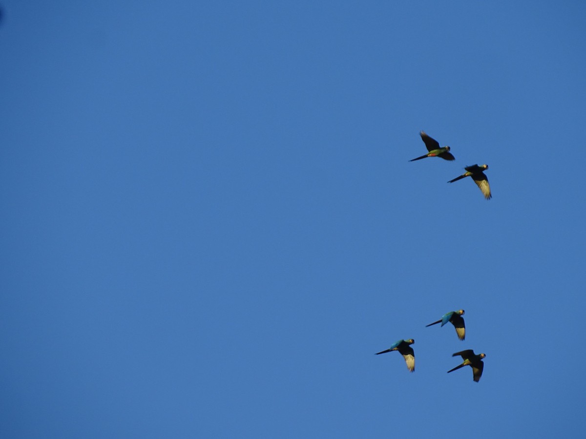 Blue-winged Macaw - ML621151909