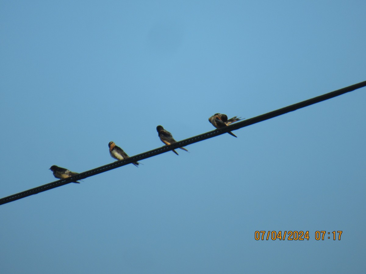 Barn Swallow - ML621151942
