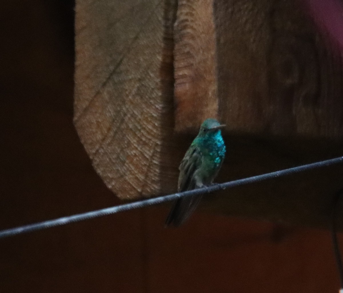 Berylline Hummingbird - ML621151953