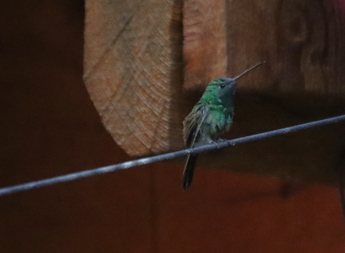 Berylline Hummingbird - ML621151956