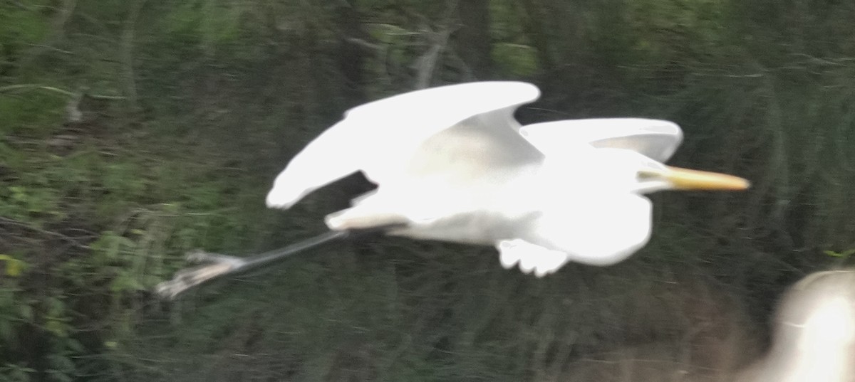Great Egret (modesta) - ML621151967