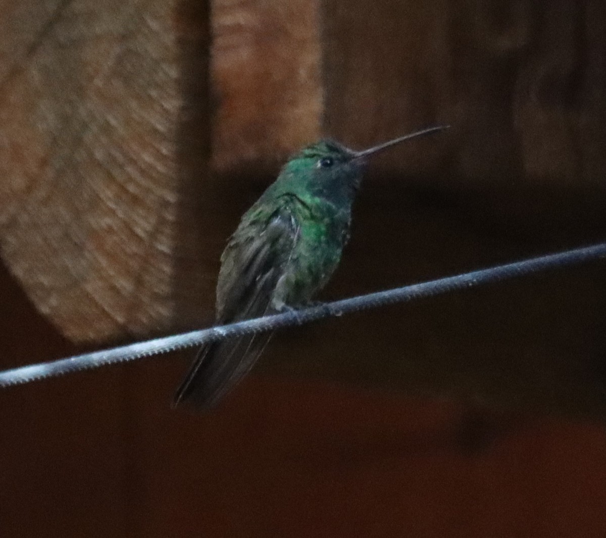 Berylline Hummingbird - ML621151972