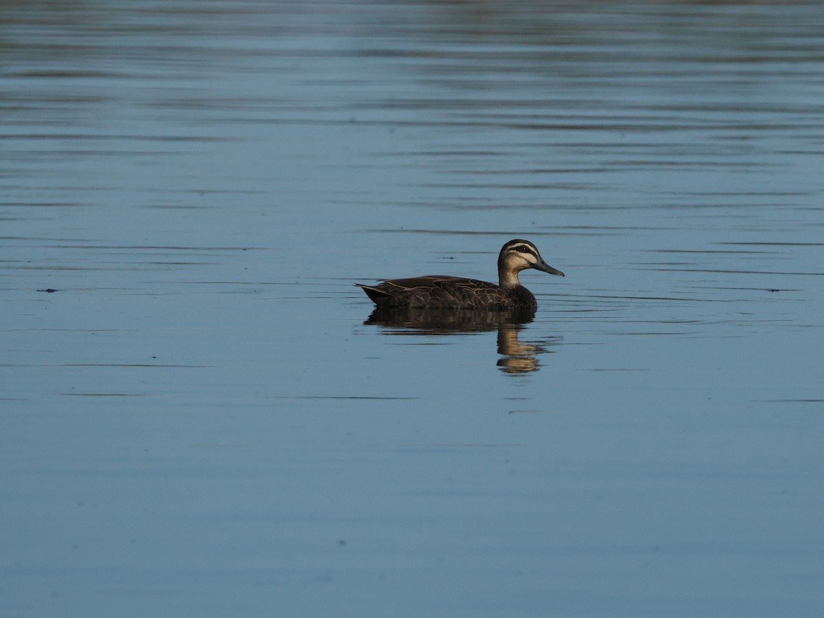 Pacific Black Duck - ML621151974