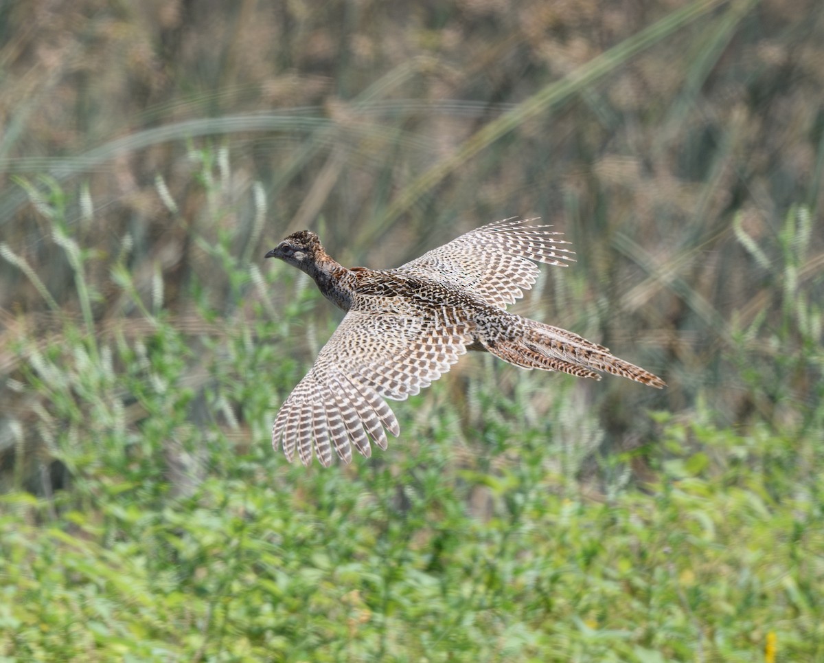 Ring-necked Pheasant - ML621151978