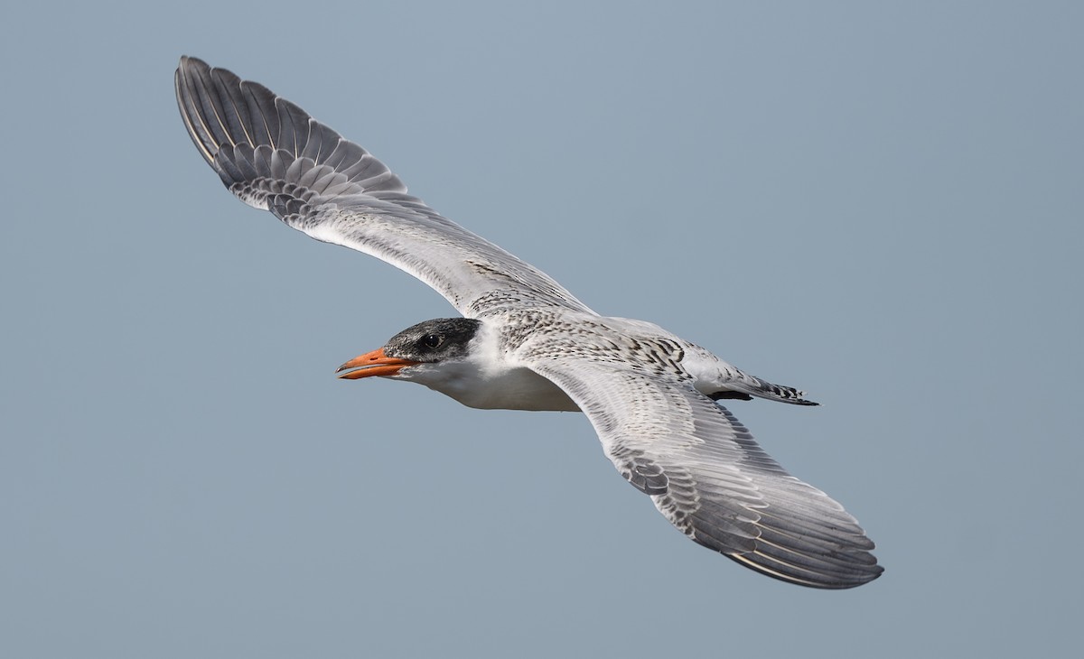 Caspian Tern - ML621151994