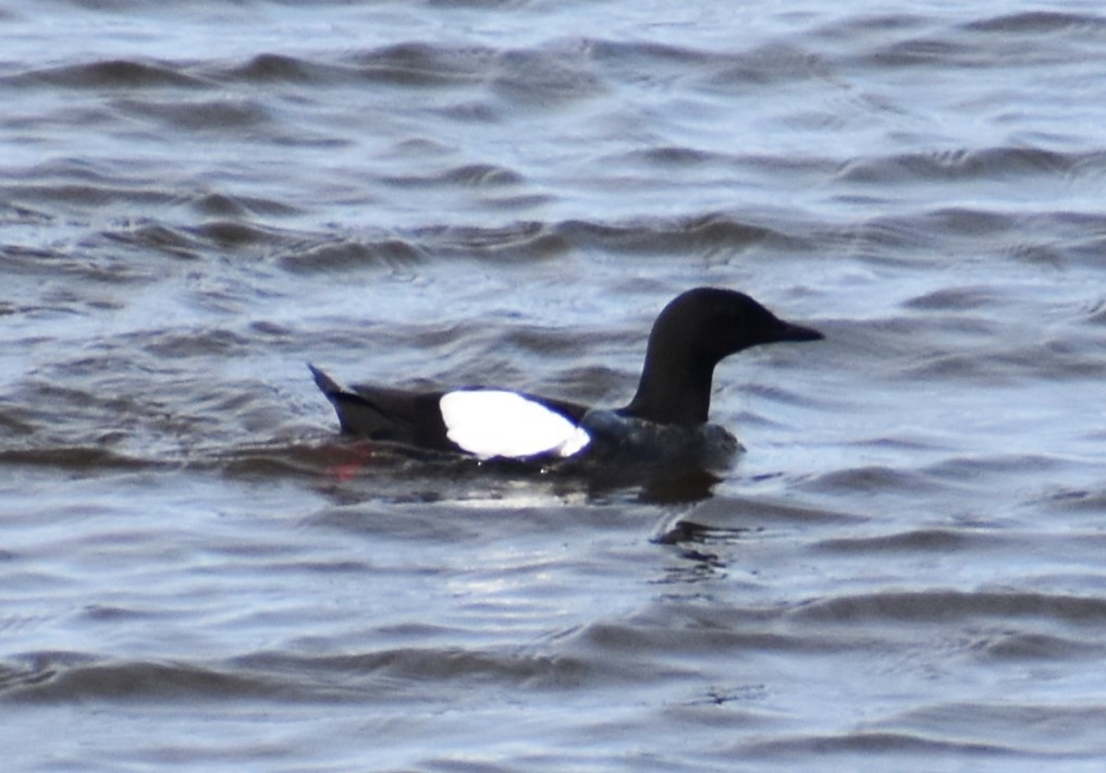 Guillemot à miroir - ML621151995