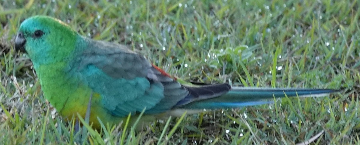 Red-rumped Parrot - ML621152005