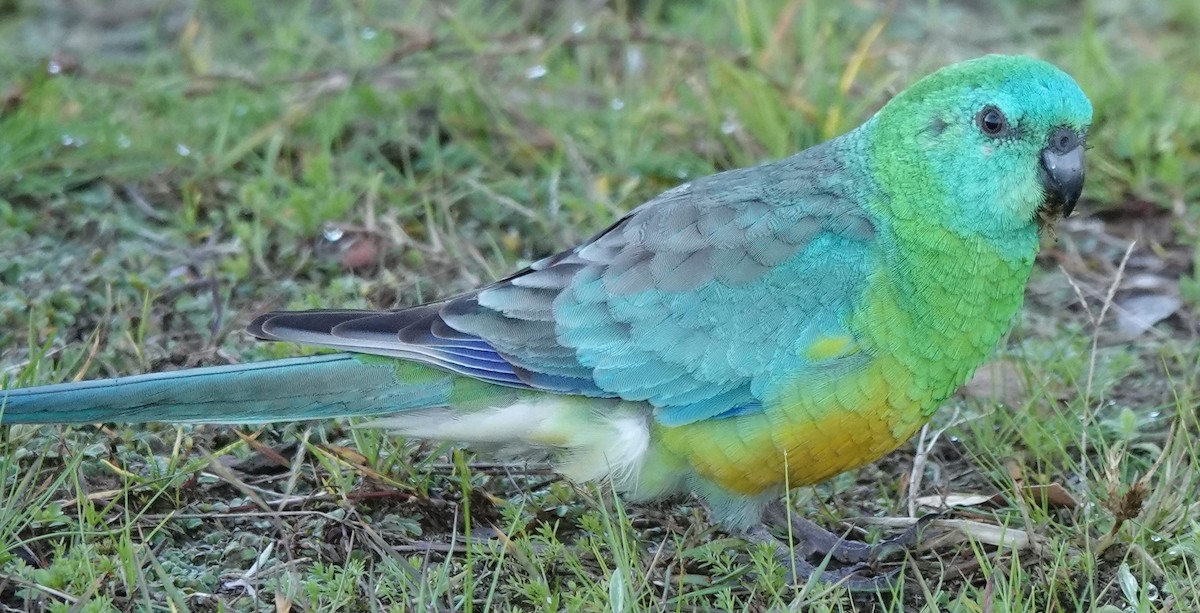 Red-rumped Parrot - ML621152006