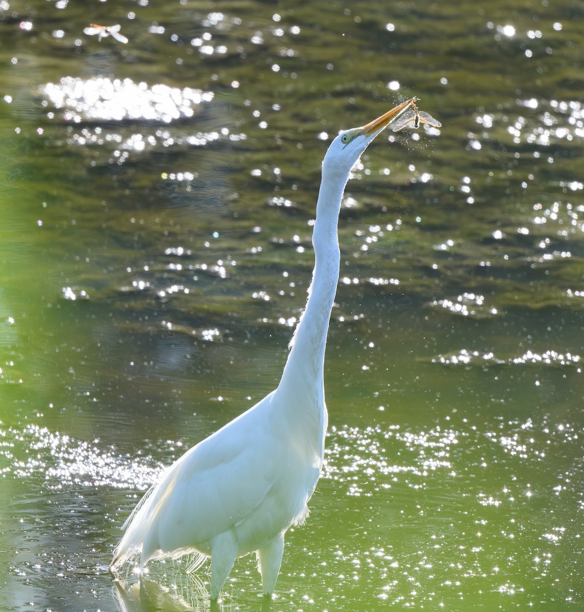 Great Egret - ML621152007