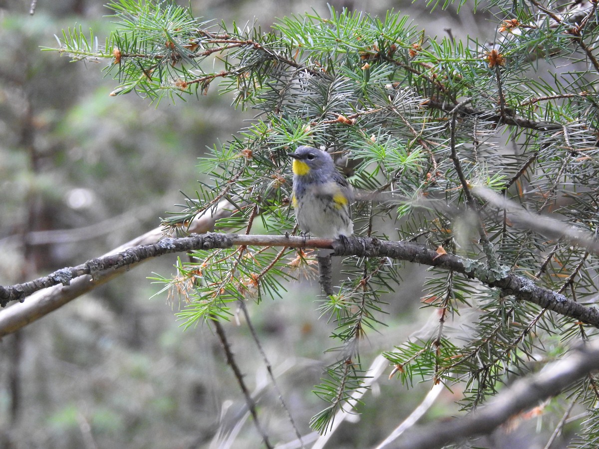 Yellow-rumped Warbler - ML62115201