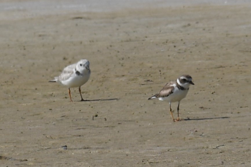 Semipalmated Plover - ML621152019