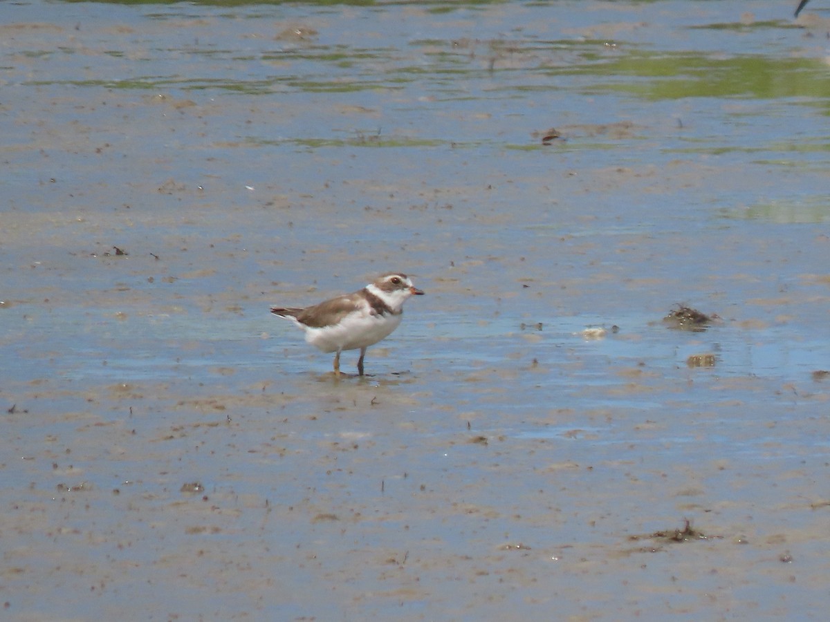 small plover sp. - ML621152020