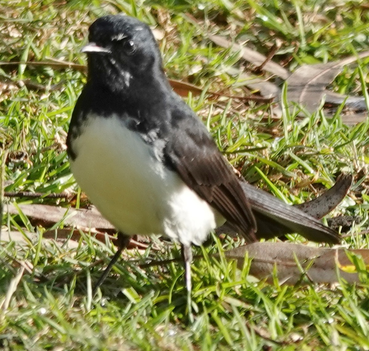 Willie-wagtail - ML621152023